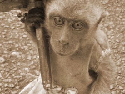 sarimin2