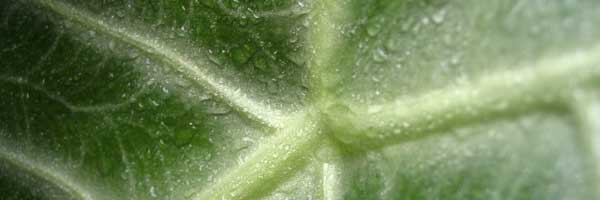 caladium_th