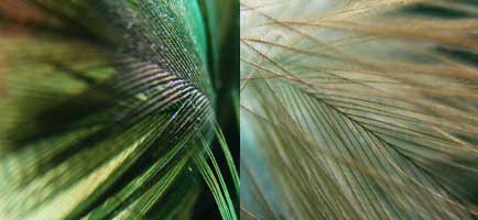 feather_th