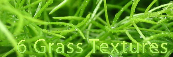 6grass 6grass