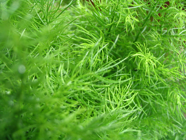 IMG_1159prev IMG_1159prev