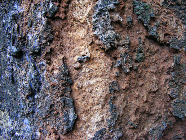 oldbark1 bark1