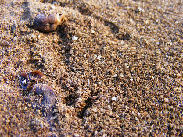 sand texture sand texture