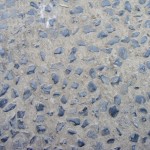 Marble 01 Marble 01