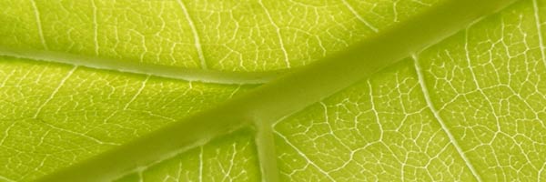 fresh_green_leaf fresh_green_leaf