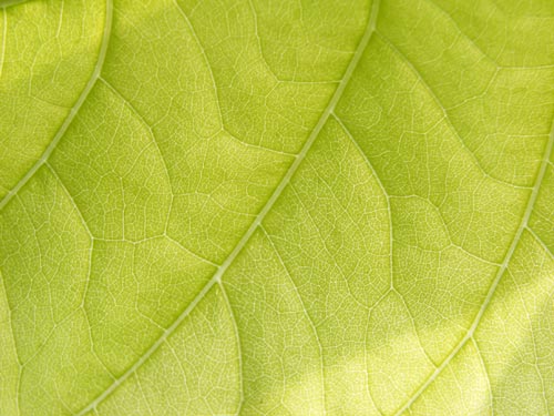 fresh_leaf_1 fresh_leaf_1