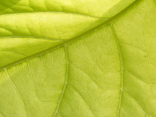 fresh_leaf_2 fresh_leaf_2