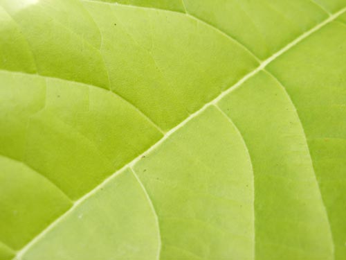 fresh_leaf_4 fresh_leaf_4