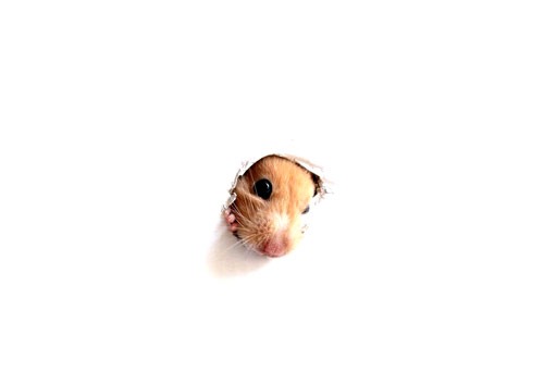 hamster_pops_by_velisianna-d35k5my hamster_pops_by_velisianna-d35k5my