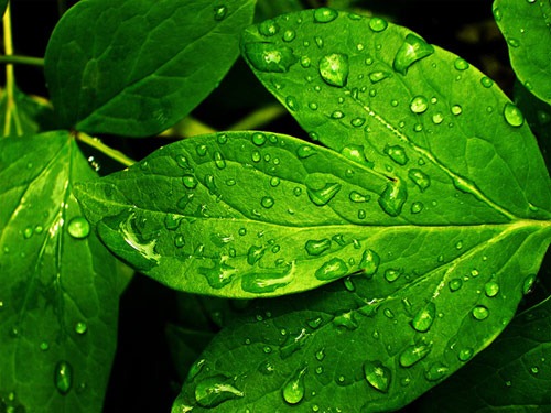 reFresh_by_salmanarif reFresh_by_salmanarif