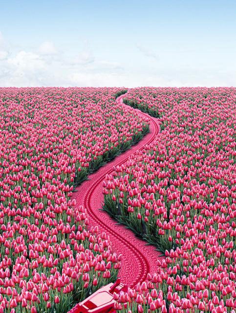 Molto-Tulip Molto-Tulip