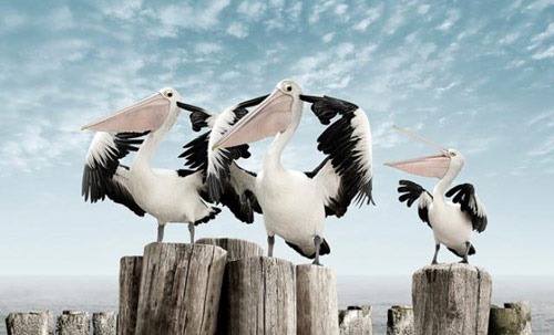 pelican pelican